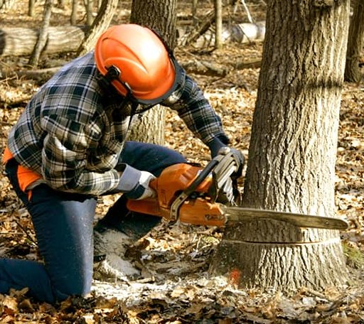 Tree Removal in Weatherford, OK